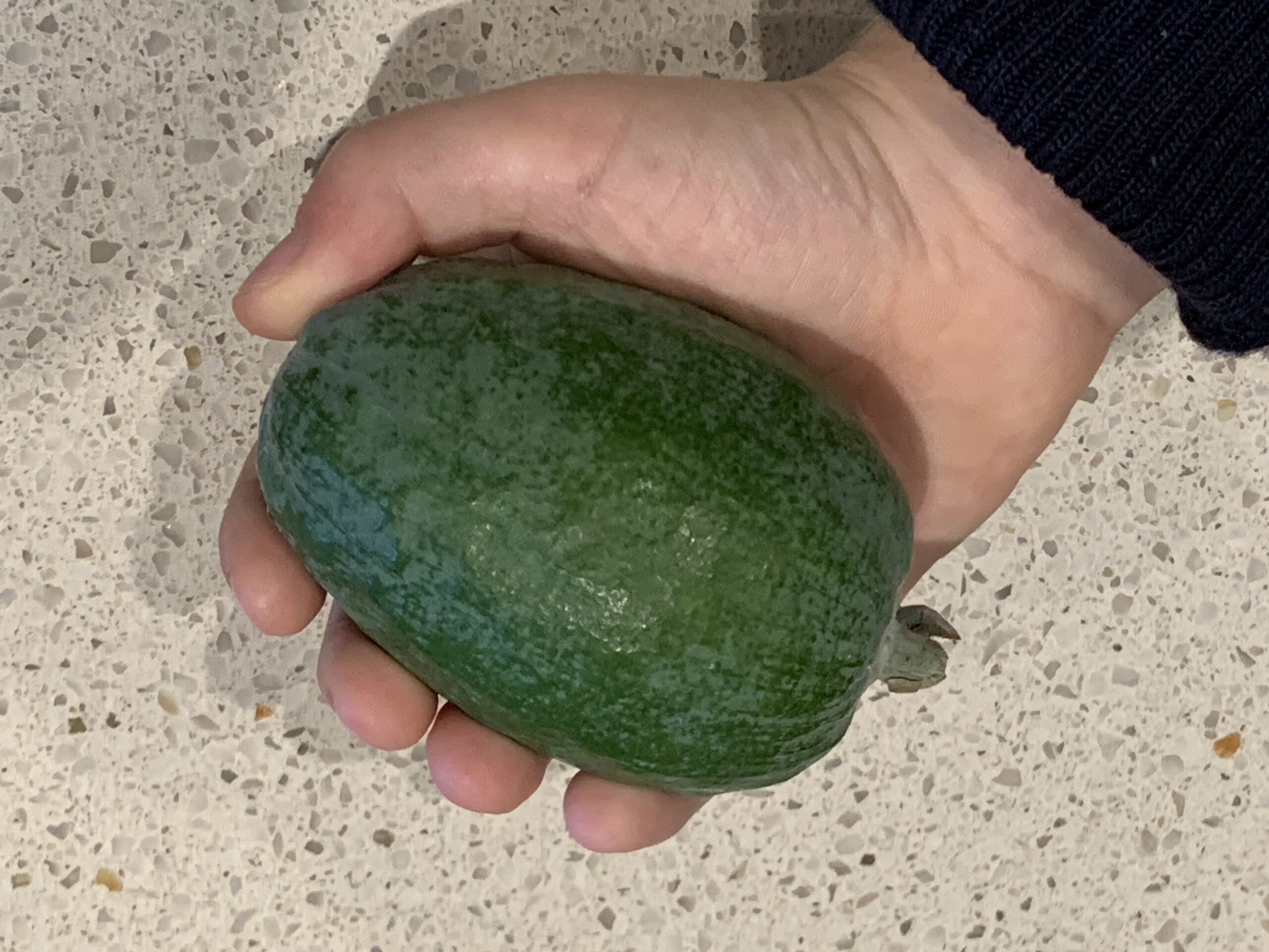Very large feijoa being held in hand.